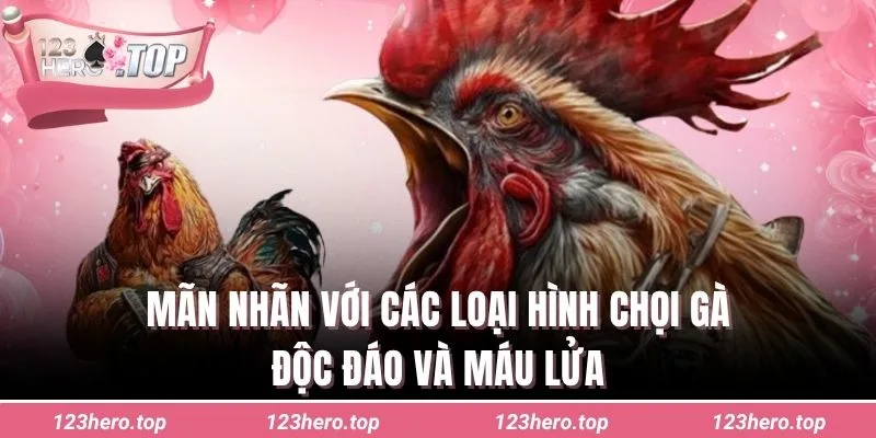 Mãn nhãn với các loại hình chọi gà độc đáo và máu lửa