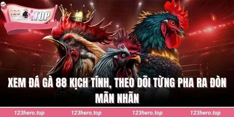 Xem đá gà 88 kịch tính, theo dõi từng pha ra đòn mãn nhãn